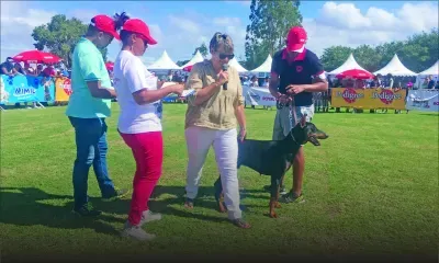 When the dogs do their show…