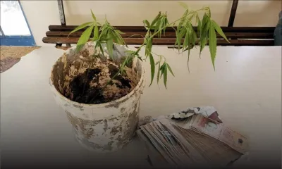 Anti-Drug and Smuggling Unit : saisie de cannabis lors de plusieurs opérations policières 