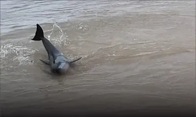 Échouages marins : les actions clés pour secourir les mammifères en détresse