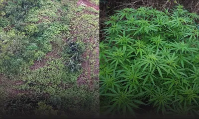 2.664 plants de gandia déracinés à Piton et Brisée-Verdière