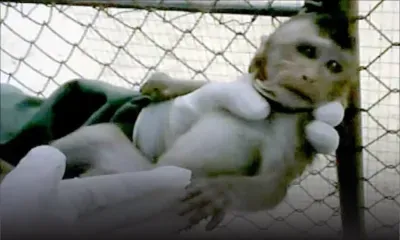 Mirror critique le commerce de macaques par Maurice 