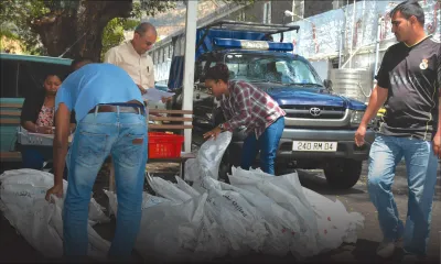 20 667 plants de cannabis détruits