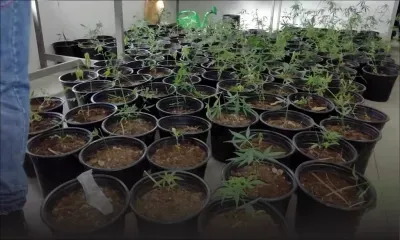 À Cottage : près de Rs 700 000 de cannabis déracinés