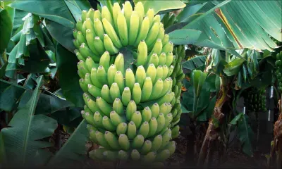 35 régimes de bananes emportées