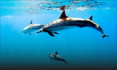 Dolphin watch : des règlements pour ne plus nager en eaux troubles 