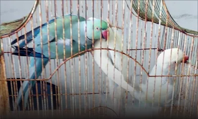 Vol d’oiseaux de compagnie valant Rs 175 000 : le voleur dénonce ses clients dont un commerçant