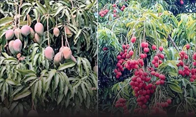 Production de fruits : ces facteurs qui risquent d’affecter la récolte