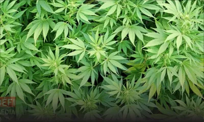 À Henrietta : des plants de cannabis valant Rs 11 millions déracinés 