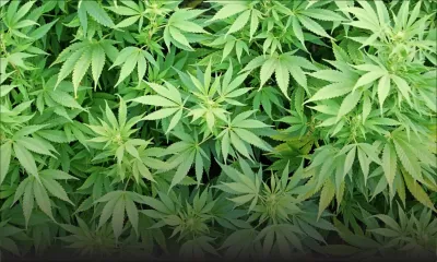 Paul Lam Shang Leen: «80 % de cannabis cultivé dans la forêt et les champs de canne»