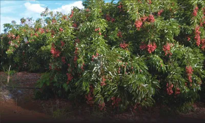 Letchis : une récolte estimée à 2 000 tonnes cette année