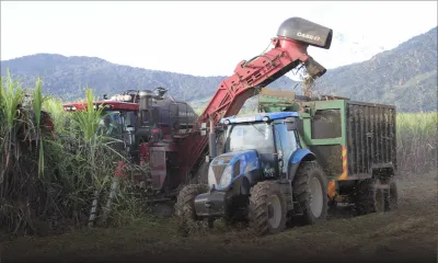 Production sucrière : la barre des 300 000 tonnes franchie