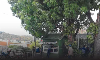 Château-d’Eau, Tranquebar : les deux arbres centenaires ne seront pas abattus