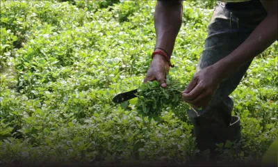Crucifère : la culture du cresson ne tombera pas à l’eau