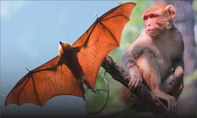 Un couple de retraités dans la tourmente : sous la menace d’un manguier envahi par des chauves-souris et des singes