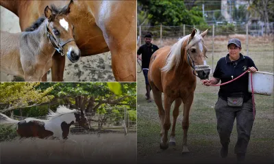 Horse Pro accueille sa première naissance