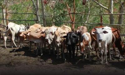 Abattage des boeufs : les abats saisis par la Mauritius Meat Authority