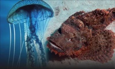 Attention aux méduses et «laff labou»