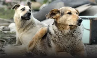 MSAW : la fourrière capture ses chiens alors qu’elle les promène