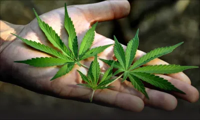 Commission d’enquête sur la drogue: une association réclame la dépénalisation du cannabis