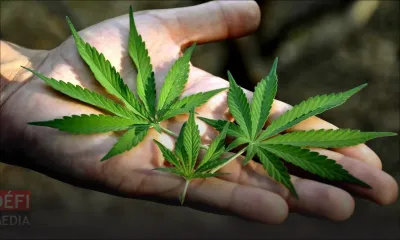 Essais sur le chanvre industriel : CLAIM Mauritius veut des précisions