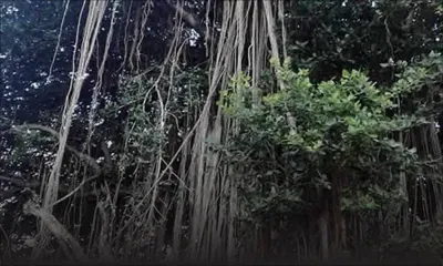 Un banian reste menaçant à Pailles