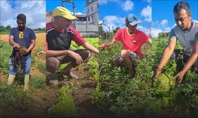 Planteurs : retour à la case départ
