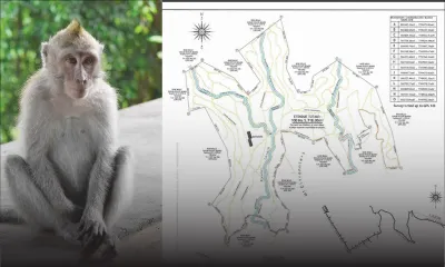 Exportation : une ferme d’élevage de 12 000 singes prévue à Le Val