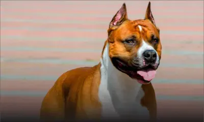 À Quatre-Bornes : un homme ordonne à son chien d’attaquer son père de 71 ans