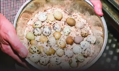 L’élevage de cailles - Gerard Samsoon : «Je le fais avec passion»