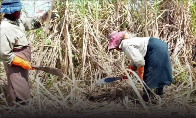 Les petits planteurs craignent une abolition de la Land Conversion Tax