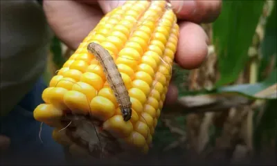 Fall Army Worm : a menace for our crops