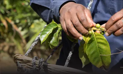 Café de Chamarel : quatre nouvelles saveurs sur le marché