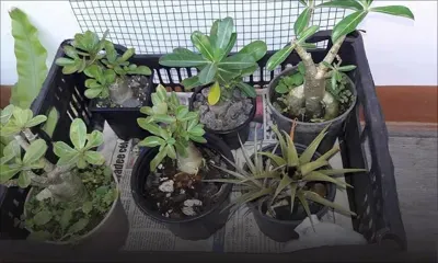 Entrepreneuriat : Harry Sucharan récolte les fruits de ses passions…