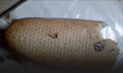 Un cafard encastré sur la croûte de son pain : il déplore l’hygiène d’une boulangerie