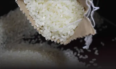 Récentes intempéries : des sachets de riz dans le stock de la STC infestés de «gon»