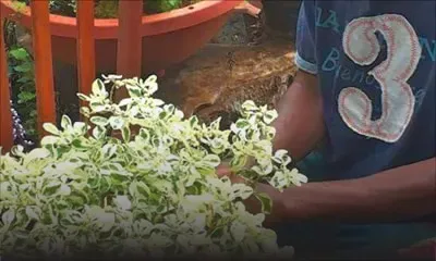 Sivaramen Marday: vivre de la terre malgré un MBA en poche