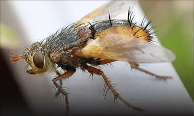 Mouches: 5 astuces pour s’en débarrasser