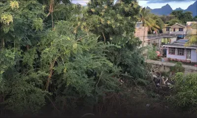 À Riche-Terre : quand un terrain prend des allures de jungle