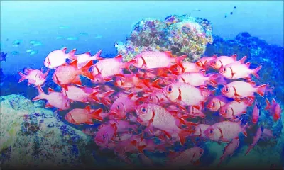 Sundivers Mauritius: À la conquête du grand bleu