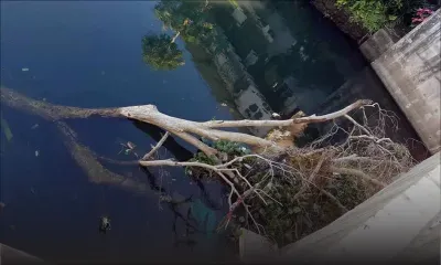 Bel-Air-Rivière-Sèche : les habitants se dressent contre un arbre qui prend racine 