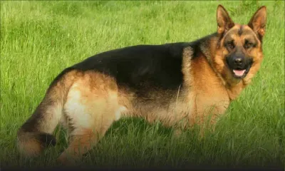 Le chien d’Anil Gayan mord le policier de garde au domicile du ministre