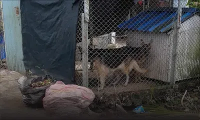 À Plaine-Magnien : une niche incommode les piétons