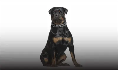 Lutte contre le blanchiment d’argent : l’Icac cible le propriétaire d’un molosse aux chaînes en or