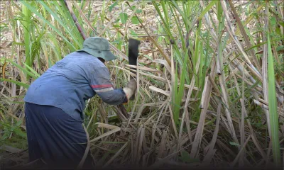 Agriculture : les petits planteurs boudent la coupe 2018