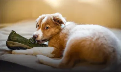 Comment empêcher le chien de manger les chaussures?
