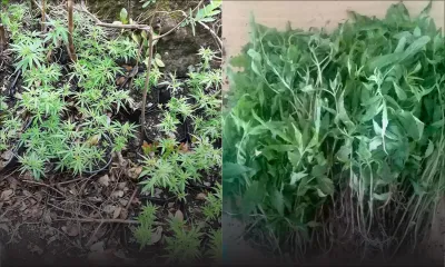 Aux Gorges de la Rivière-Noire : Rs 2,1 millions de cannabis déraciné par l’ADSU