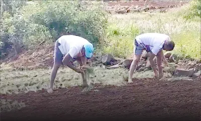 Agression mortelle de Sébastien Saumou : dans les champs de légumes, une colère larvée contre les voleurs