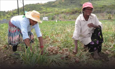 Cultures vivrières : les quatre raisons de la baisse de la production