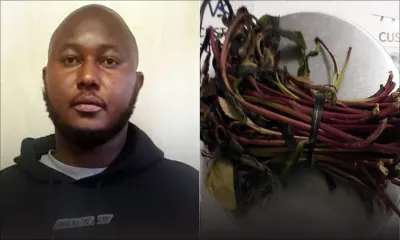 À l’aéroport de Plaisance : un Kényan intercepté avec des feuilles de khat et Rs 474 000