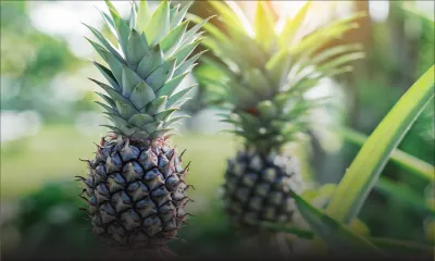 Baisse de production : le prix de l’ananas prend l’ascenseur